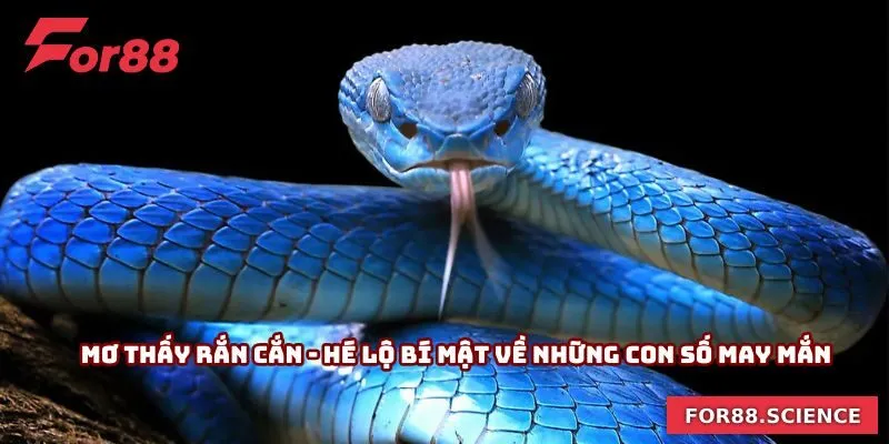 Mơ Thấy Rắn Cắn - Hé Lộ Bí Mật Về Những Con Số May Mắn Mơ Thấy Rắn Cắn - Hé Lộ Bí Mật Về Những Con Số May Mắn